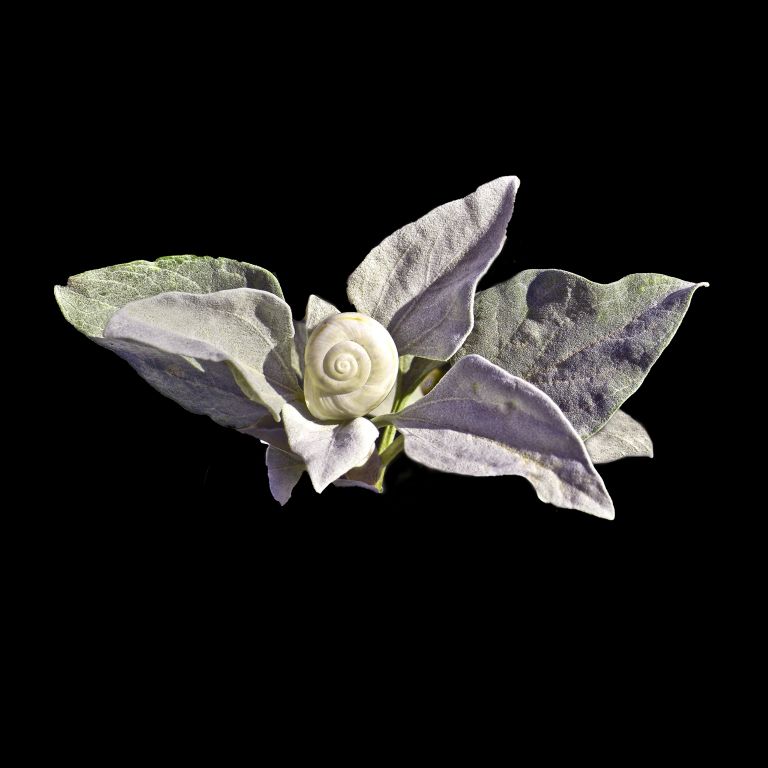 Intimate Conversations-The Desert Snail and Brittle Bush